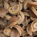 南非吉品鮑魚 26-28 頭